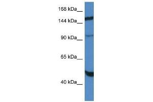 Western Blot showing MYPN antibody used at a concentration of 1.