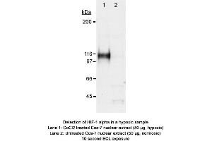 Image no. 2 for anti-Hypoxia Inducible Factor 1, alpha Subunit (Basic Helix-Loop-Helix Transcription Factor) (HIF1A) (AA 530-825) antibody (ABIN363439) (HIF1A anticorps  (AA 530-825))