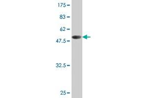 Western Blot detection against Immunogen (51.