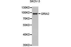 Western Blotting (WB) image for anti-Glutamate Receptor, Ionotropic, AMPA 2 (GRIA2) antibody (ABIN2650919) (GRIA2 anticorps)