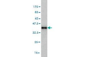Western Blot detection against Immunogen (37. (MAGOH anticorps  (AA 1-110))