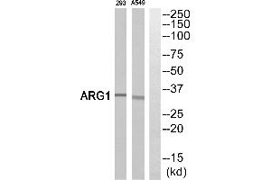 Western blot analysis of extracts from 293 cells and A549 cells, using ARG1antibody. (Liver Arginase anticorps)