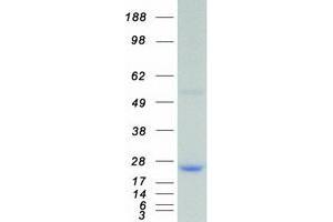 Validation with Western Blot