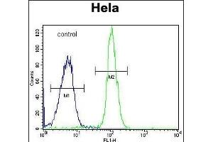 anti-ADP-Ribosylhydrolase Like 2 (ADPRHL2) (AA 87-114), (N-Term) antibody