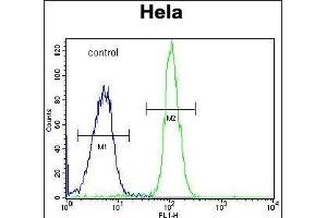 ADPRHL2 Antibody (N-term) (ABIN653678 and ABIN2843006) flow cytometric analysis of Hela cells (right histogram) compared to a negative control cell (left histogram). (ADPRHL2 anticorps  (N-Term))