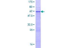 Image no. 1 for Linker For Activation of T Cells Family, Member 2 (LAT2) (AA 1-243) protein (GST tag) (ABIN1309187)