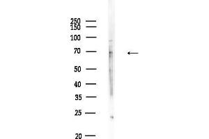 Western blot analysis of lysates from Raji cells(heat-shock,45 min treatment), using SLC27 Antibody at 1/1000 dilution.