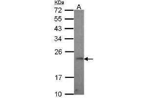 WB Image Sample (30 ug of whole cell lysate) A: Hela 12% SDS PAGE antibody diluted at 1:1000 (GADD45G anticorps  (C-Term))