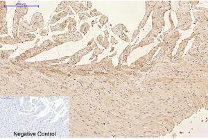 Immunohistochemical analysis of paraffin-embedded rat heart tissue. (GFAP anticorps)