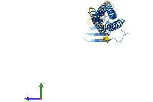 AlphaFold protein structure predicition of Mouse Recombinant Cldn5 Protein, UniprotID O54942