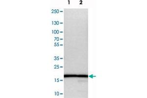 Western blot analysis of cell lysates with RPL27 polyclonal antibody . (RPL27 anticorps)