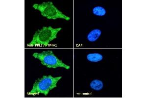 (ABIN185274) Immunofluorescence analysis of paraformaldehyde fixed HeLa cells, permeabilized with 0. (PTP4A1 anticorps  (C-Term))