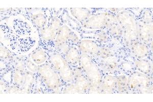 Detection of MMP3 in Bovine Kidney Tissue using Polyclonal Antibody to Matrix Metalloproteinase 3 (MMP3)