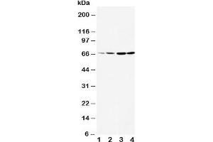 Western blot testing of DRD1 antibody and Lane 1:  rat testis;  2: rat brain;  3: U87;  4: HeLa cell lysate.