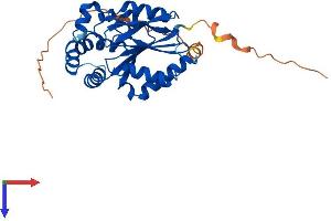 AlphaFold protein structure predicition of Human Recombinant UCK1 Protein, UniprotID Q9HA47