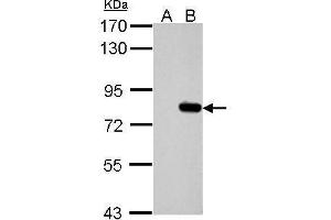SLU7 Antikörper  (C-Term)