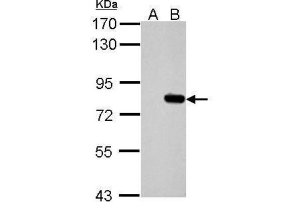 SLU7 Antikörper  (C-Term)