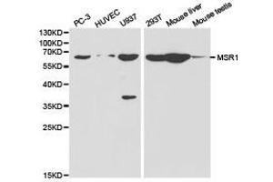 Western Blotting (WB) image for anti-Macrophage Scavenger Receptor 1 (MSR1) antibody (ABIN1873760) (Macrophage Scavenger Receptor 1 anticorps)