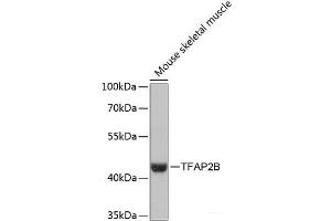 Western blot analysis of extracts of Mouse skeletal muscle using TFAP2B Polyclonal Antibody at dilution of 1:3000. (TFAP2B anticorps)