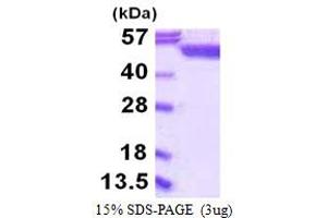 SDS-PAGE (SDS) image for serine Hydroxymethyltransferase 1 (Soluble) (SHMT1) (AA 1-483) protein (His tag) (ABIN667617) (SHMT1 Protein (AA 1-483) (His tag))
