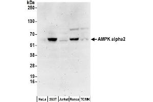 Western Blotting (WB) image for anti-Protein Kinase, AMP-Activated, alpha 2 Catalytic Subunit (PRKAA2) (AA 350-400) antibody (ABIN7452563)