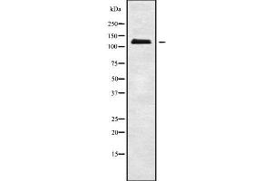 Western blot analysis of ATP1A3 using K562 whole cell lysates (ATP1A3 anticorps  (N-Term))