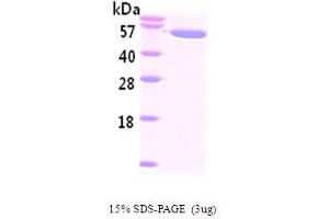 SDS-PAGE (SDS) image for Nicotinamide phosphoribosyltransferase (NAMPT) (AA 1-491) protein (His tag) (ABIN666706) (NAMPT Protein (AA 1-491) (His tag))