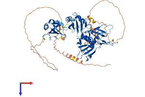 AlphaFold protein structure predicition of Mouse Recombinant Hnrnpll Protein, UniprotID Q921F4