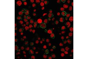 Immunofluorescence staining of Jurkat cells using CD31 Mouse Monoclonal Antibody (PECAM1/3527) followed by goat anti-Mouse IgG conjugated to CF488 (green). (CD31 anticorps  (AA 625-738))
