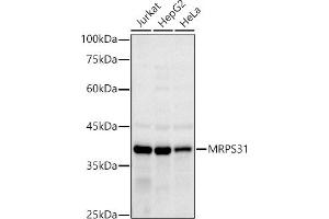 Western blot analysis of extracts of various cell lines, using MRPS31 antibody (ABIN7268585) at 1:1000 dilution. (MRPS31 anticorps)