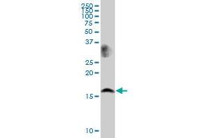 LSM1 MaxPab polyclonal antibody.