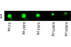 DyLight™ 800 Rabbit Anti Rat IgG (H&L) Antibody – Dot Blot Dot Blot showing the detection of Rat IgG. (Lapin anti-Rat IgG Anticorps (DyLight 800) - Preadsorbed)