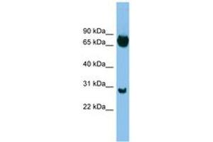 Image no. 1 for anti-SRY (Sex Determining Region Y)-Box 13 (SOX13) (C-Term) antibody (ABIN6744499) (SOX13 anticorps  (C-Term))