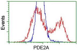 HEK293T cells transfected with either RC207219 overexpress plasmid (Red) or empty vector control plasmid (Blue) were immunostained by anti-PDE2A antibody (ABIN2454149), and then analyzed by flow cytometry. (PDE2A anticorps)
