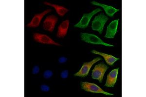 ABIN7094547 and ABIN7098596 staining HepG2 cells by IF/ICC.