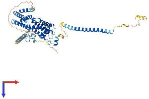 AlphaFold protein structure predicition of Mouse Recombinant Rabgef1 Protein, UniprotID Q9JM13