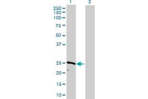 Western Blot analysis of CAPNS1 expression in transfected 293T cell line by CAPNS1 MaxPab polyclonal antibody.