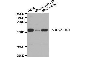 Western Blotting (WB) image for anti-Adenylate Cyclase Activating Polypeptide 1 (Pituitary) Receptor Type I (ADCYAP1R1) antibody (ABIN3023490) (ADCYAP1R1 anticorps)