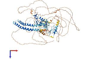 AlphaFold protein structure predicition of Human Recombinant RNF19A Protein, UniprotID Q9NV58