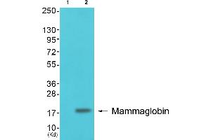 Western blot analysis of extracts from colon cells, using Mammaglobin Antibody (ABIN2843548). (Mammaglobin anticorps  (Internal Region))