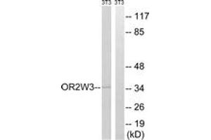 Western blot analysis of extracts from NIH-3T3 cells, using OR2W3 Antibody. (OR2W3 anticorps  (AA 141-190))