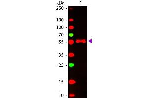 Western Blot of ATTO 647N conjugated Goat anti-Mouse IgG2b (gamma 2b chain) Pre-adsorbed secondary antibody. (Chèvre anti-Souris IgG2b (Heavy Chain) Anticorps (Atto 647N) - Preadsorbed)