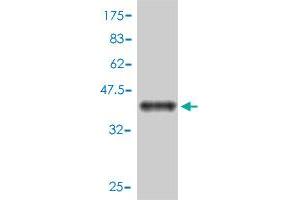 Western Blot detection against Immunogen (39.
