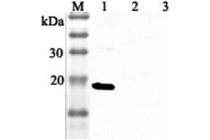 Western blot analysis using anti-IL-33 (human), pAb  at 1:2'000 dilution. (IL-33 anticorps)