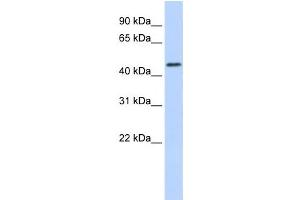 Western Blotting (WB) image for anti-Ring Finger Protein 133 (RNF133) antibody (ABIN2458745) (RNF133 anticorps)