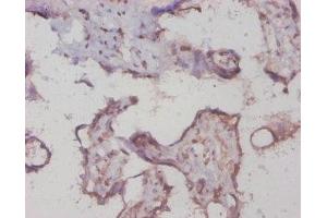 Immunohistochemistry of paraffin-embedded human placenta tissue using ABIN7154210 at dilution of 1:20