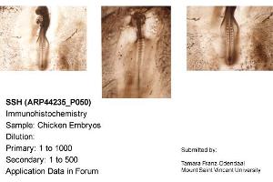 Sample Type: Chicken EmbryosDilution: 1:1000