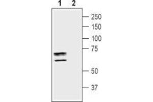 Western blot analysis of mouse brain membranes: - 1. (TAUT anticorps  (C-Term, Intracellular))