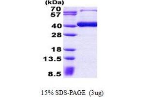 SDS-PAGE (SDS) image for beta-1,3-Glucuronyltransferase 3 (Glucuronosyltransferase I) (B3GAT3) (AA 29-335) protein (His tag) (ABIN5852989)