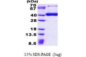 SDS-PAGE (SDS) image for beta-1,3-Glucuronyltransferase 3 (Glucuronosyltransferase I) (B3GAT3) (AA 29-335) protein (His tag) (ABIN5852989) (B3GAT3 Protein (AA 29-335) (His tag))